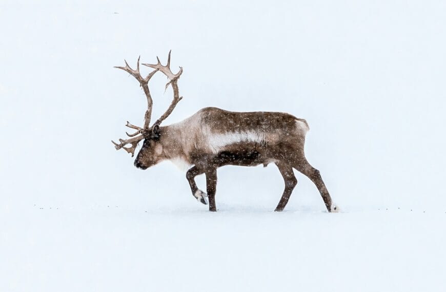 Sobi v Laponsku: Příběhy ze severu